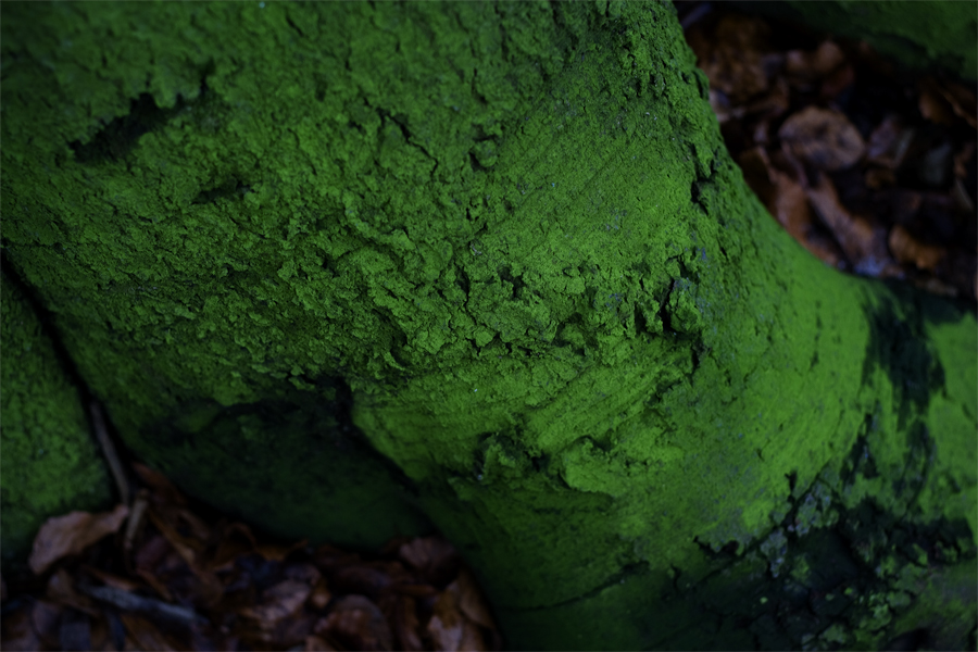 roots