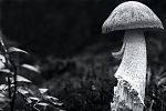 mushroom and leaves