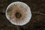 fungus monster